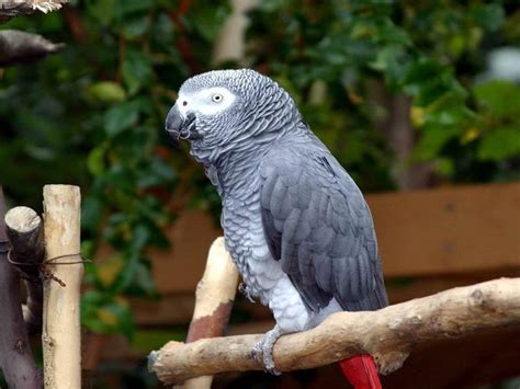 Free African Grey Parrot Wallpaper Download Animals Town