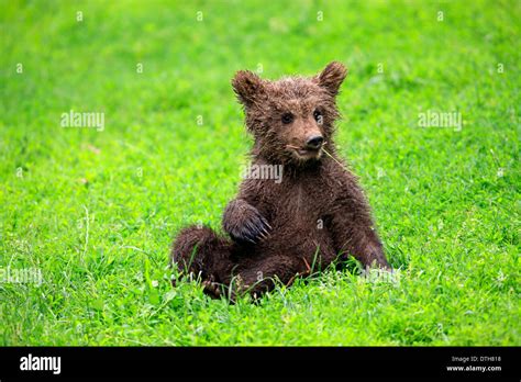 European Brown Bear Cub Ursus Arctos Stock Photo Alamy