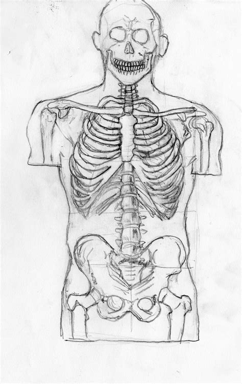 Skeleton Sketch By Ezekrialase On Deviantart