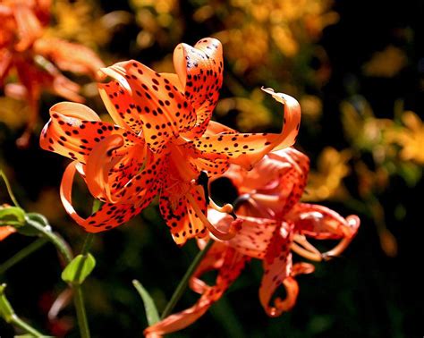 Tiger Lilies By Rona Black Tiger Lily Beautiful Flowers Photography