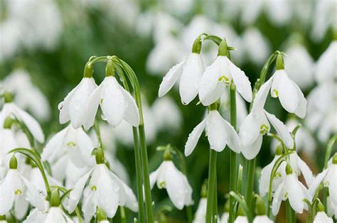 Types Of Early Spring Flowers Early Spring Blooming