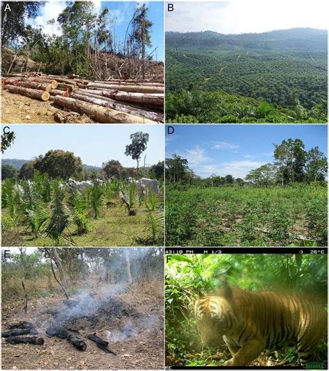Global Biodiversity Loss From Tropical Deforestation Pnas