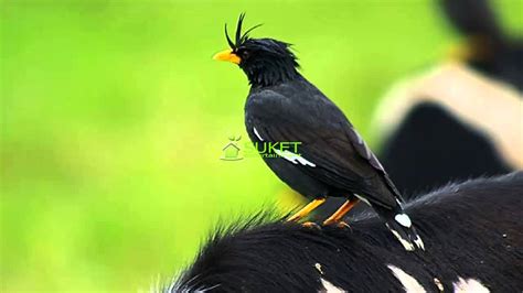 Check spelling or type a new query. Gambar Burung Jalak Kebo | Gambar Burung Wallpaper