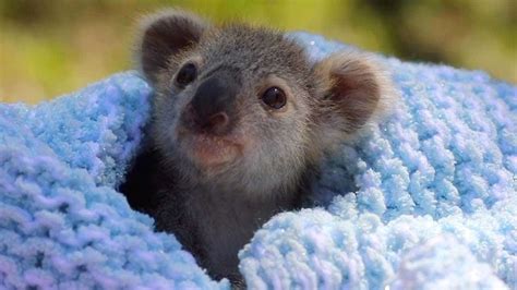 Baby Koala Elsa At Australian Reptile Park The Kid Should See This