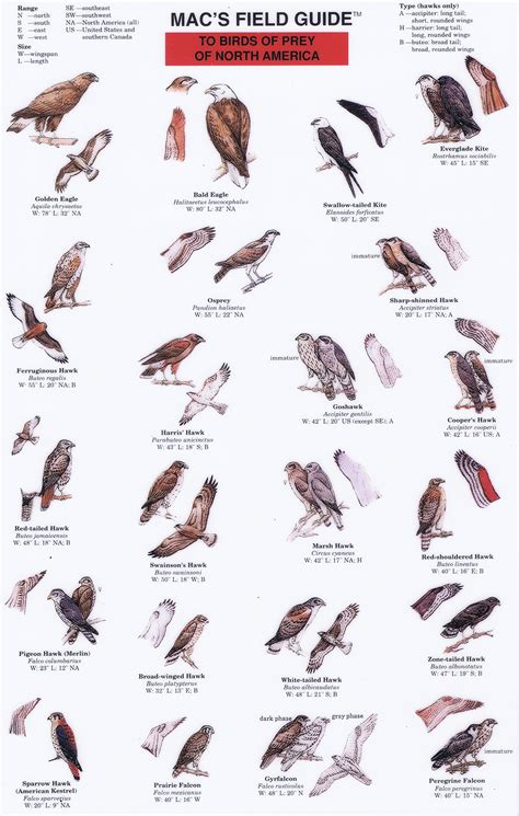 Macs Field Guide To Birds Of Prey Of North America