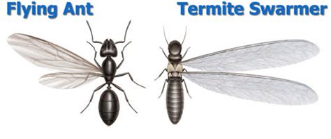 Central Virginia Pest Management Association Ants Versus
