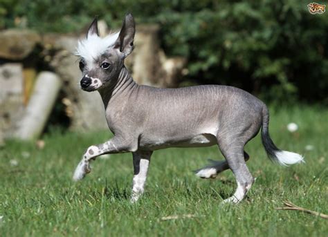 7 highly unusual dog breeds with unique traits | Pets4Homes