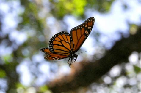 Monarch Butterfly Flight Biological Science Picture Directory