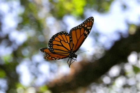 monarch butterfly flight biological science picture directory