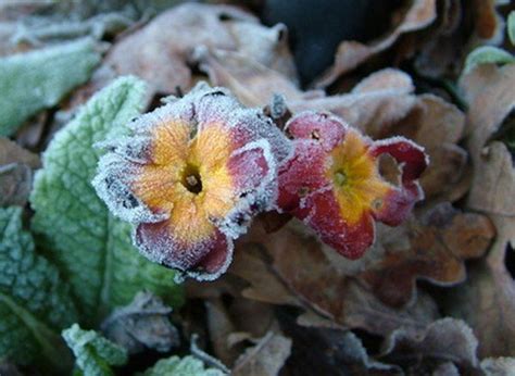 You can find winter flowers in a variety of shapes, sizes and colors. Fall & Winter Flowers in North Texas | Winter flowers ...