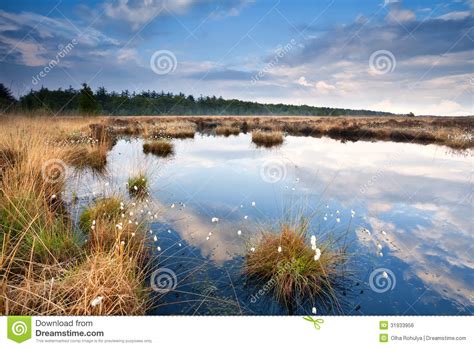 Swamp With Cotton Grass Stock Photo Image Of Landscape 31933956