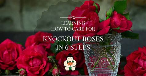 How To Care For Knockout Roses Knockout Roses Most Beautiful Flowers