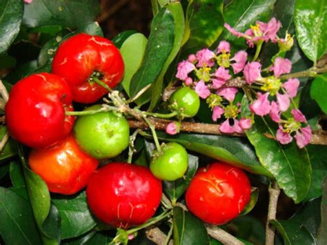 Malpighia Emarginata BARBADOS CHERRY Sweet Exotic Tropical Fruit Seed