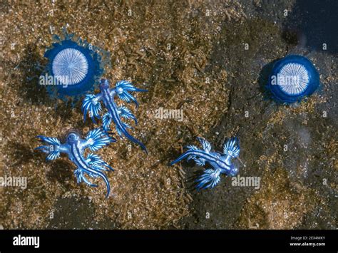 Blue Dragon Glaucus Atlanticus A Small Peacic Slug That Measures