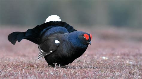 Free Download Hd Wallpaper Black Grouse Bird Scotland Nature Lek