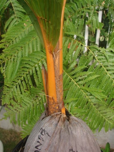 Polynesian Produce Stand ~red Tahiti~ Dwarf Coconut ~rangiroa~ Cocos