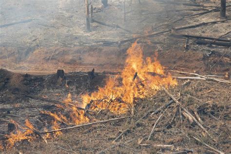 Nundle Fire Millions Of Dollars Worth Of Pine Plantation