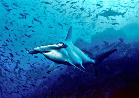Definitive Ranking Of Deadliest Sharks Stem Jobs