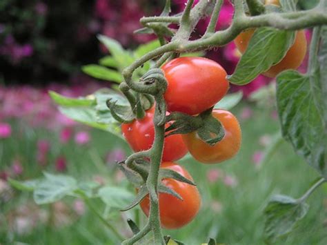 Grasshoppers, snails, slugs, birds, etc. Guide to Growing Juliet Tomatoes - Gardening Channel