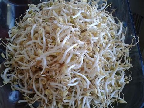 Cara membuat tauge atau kecambah sendiri dirumah. Cara Membuat Pupuk Tauge - Tips Agar Tanaman Tumbuh Subur ...