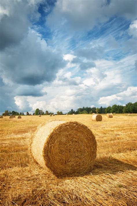 Hay Bales With Blue Sky And Fluffy Clouds Stock Image Image Of Blue