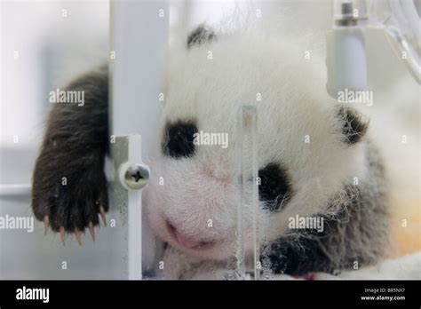 3 Month Old Panda Cub Yaan Sichuan China Stock Photo Alamy