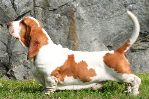 Basset Hound Dog Breed Information Images Characteristics Health