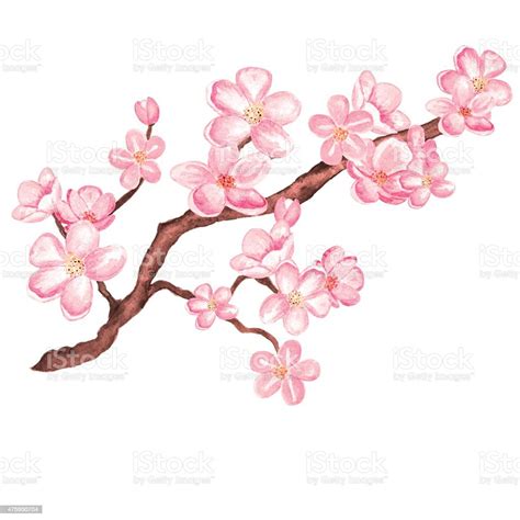 Watercolor Branch Blossom Sakura Cherry Tree With Flowers Stock Vector