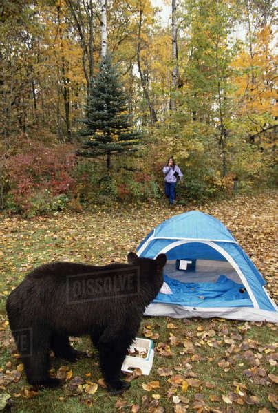 Black Bear Raiding Campsite Minnesota Captive Fallursus Americanas