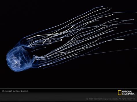 Fish Index Box Jellyfish Chironex Fleckeri The Most Venomous