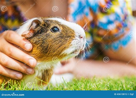 Little Girl Petting Guinea Pig Stock Image Image Of Friendship Hair