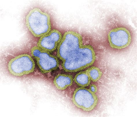 Electron Micrograph Of Type A Influenza Virus Biology Of Human World