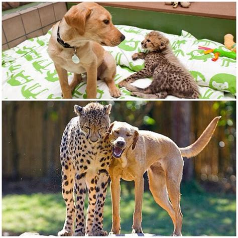 Animals Befriending Animals To Leave Better Examples For