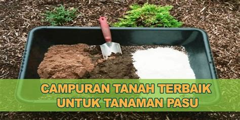 Tips cara tanam tembikai dalam polibag kedah malaysia. Rahsia Campuran Tanah Pasu Untuk Tanaman Bunga dan Sayuran ...