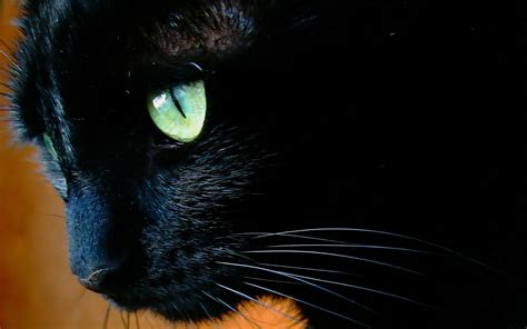 Black Cat With Green Eyes Close Up Wallpapers And Images Wallpapers