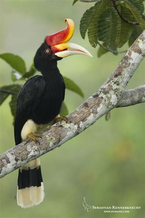 At the geographic centre of maritime southeast asia, in relation to major indonesian islands, it is located north of java, west of sulawesi, and east of sumatra. 350 best images about Hornbill on Pinterest | Hoya plants, Africa and Forests