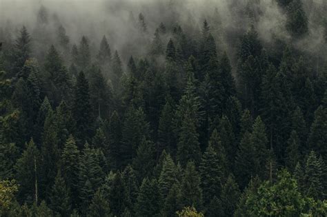 Sfondi Alberi Verde Nebbia Foresta Sudario Vista Dallalto