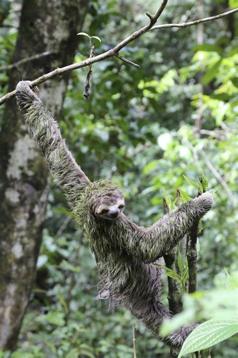 Your Weird Animal Questions Answered Is A Sloth A Good Pet Cute