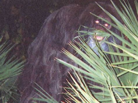 Skunk Ape Sightings 2024 - Casie Stoddard