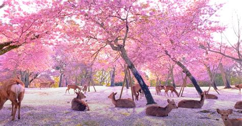 Watch Deer Chill Out Among Cherry Blossoms In Japans Nara Park
