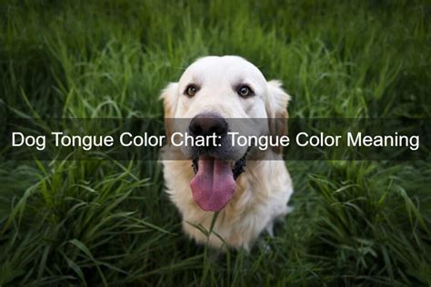 Dog Tongue Color Chart Tongue Color Meaning