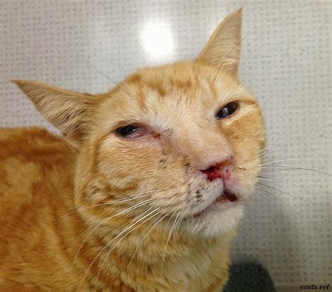 Cats with lymphoma may demonstrate only very vague problems. Exclusively Cats Veterinary Hospital Blog: January 2015