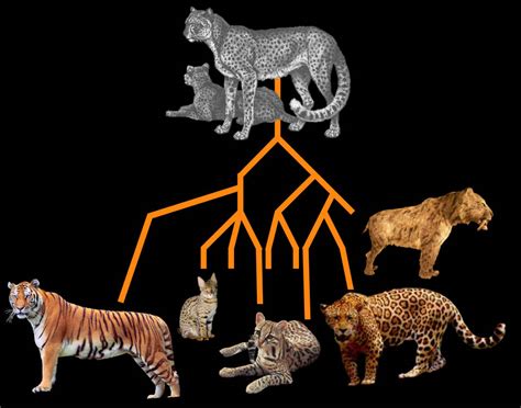 The puma is the big cat of the americas. Cat Variety: Created Kind or Evolution?
