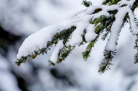 Snow Covered Evergreen Tree Branch At Snoqualme Pass Washington Stock