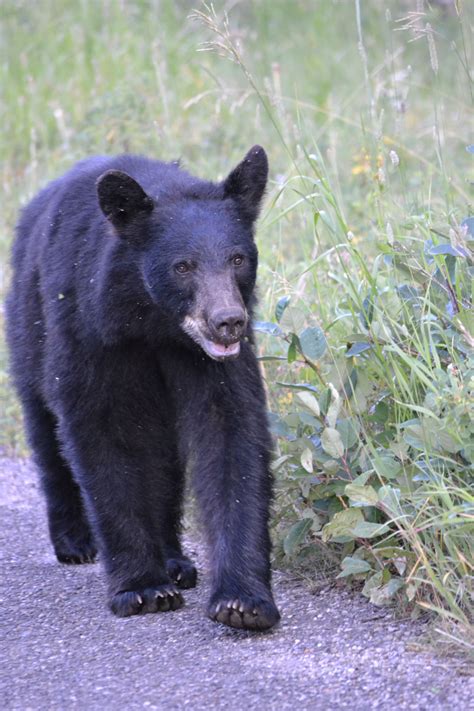 Canada Black Bear Black Bear Bear Animals