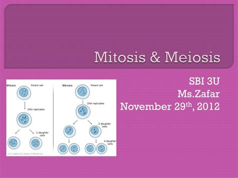 Ppt Mitosis And Meiosis Powerpoint Presentation Free Download Id2279712