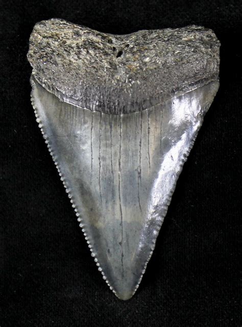 Serrated Fossil Great White Shark Tooth 232 For Sale