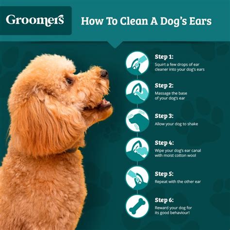 How To Clean Your Dogs Ears Groomers Blog