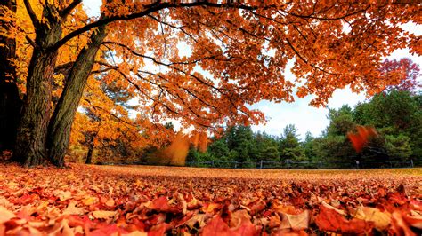 Free Download Autumn Maple Tree High Definition Wallpapers Hd