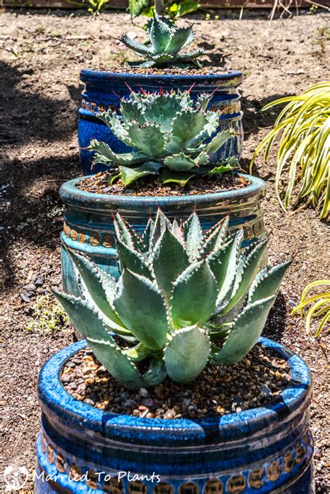 Putting Agaves In Pots To Make Them Stand Out In The Landscape